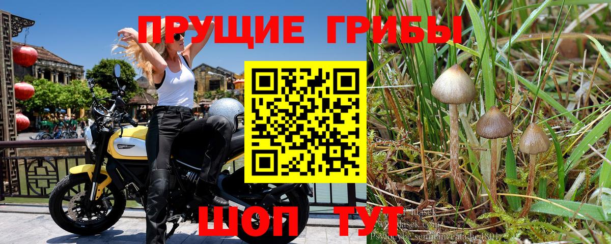 Псилоцибиновые грибы прущие грибы  Вход с VPN  Псилоцибиновые грибы мицелий  Чита 